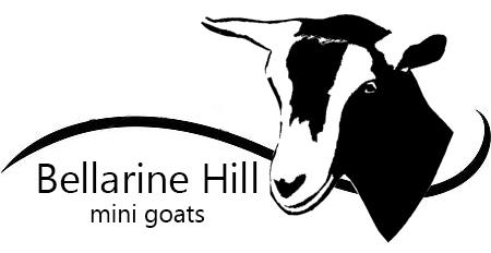 bellarinehill logo