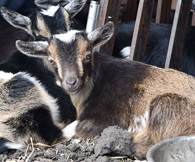 Australian Nigerian Dwarf Goats